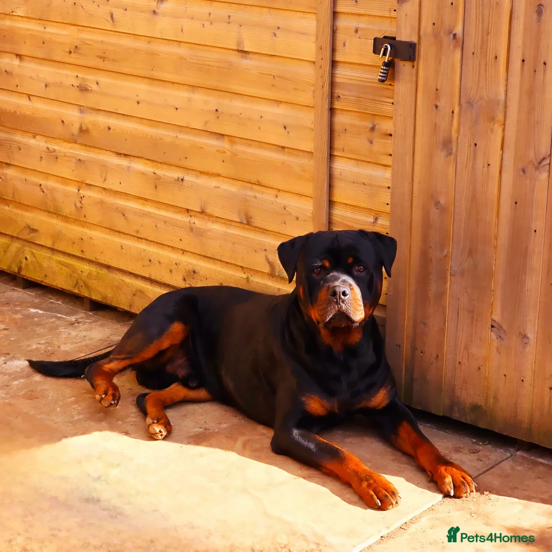 Rottweiler dogs for sale: 3 year old male rottweiler  - Advert 4
