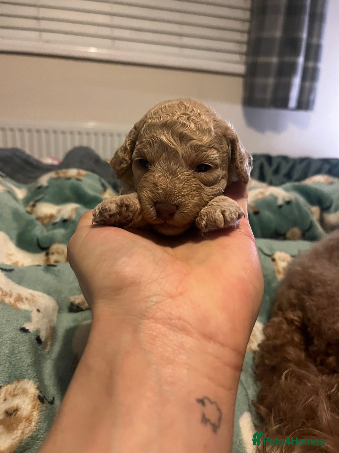 Miniature Poodle dogs for sale: Beautiful miniature poodles  - Advert 16