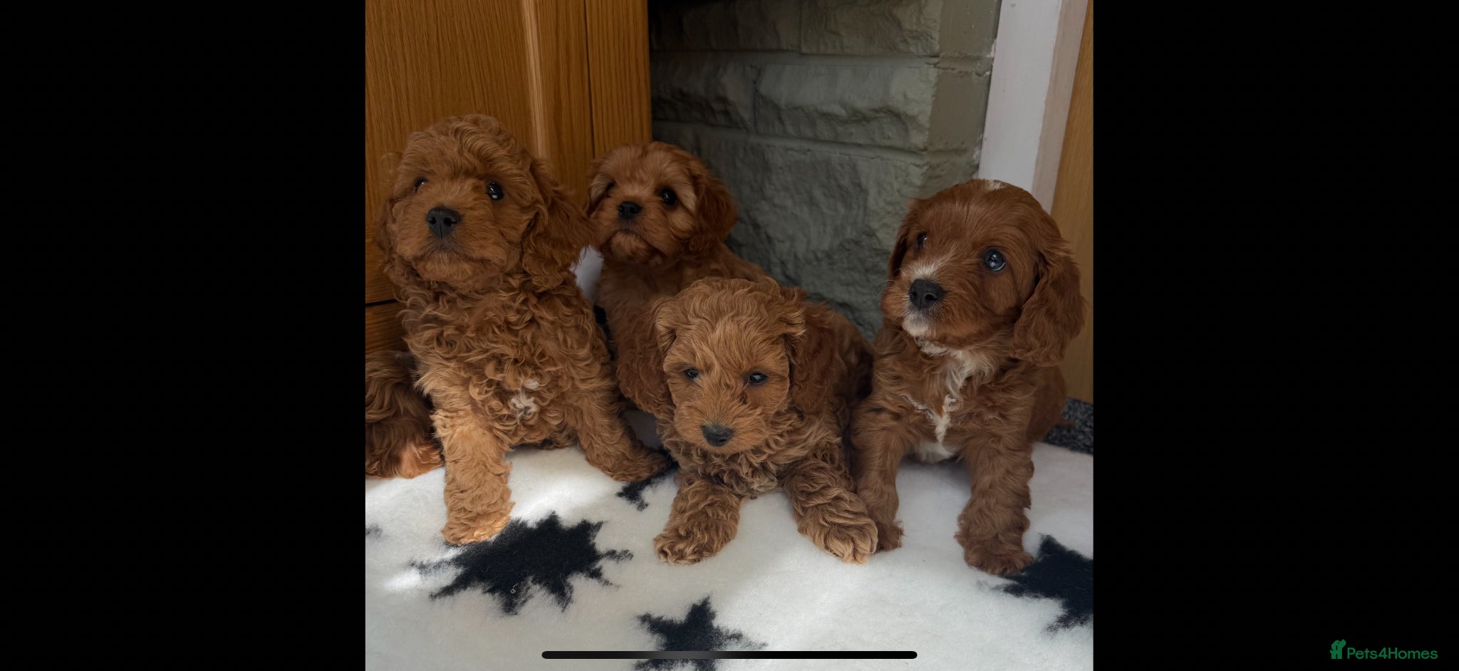 Cavapoo dogs Extensively Health Tested Red Cavapoos - Advert 1