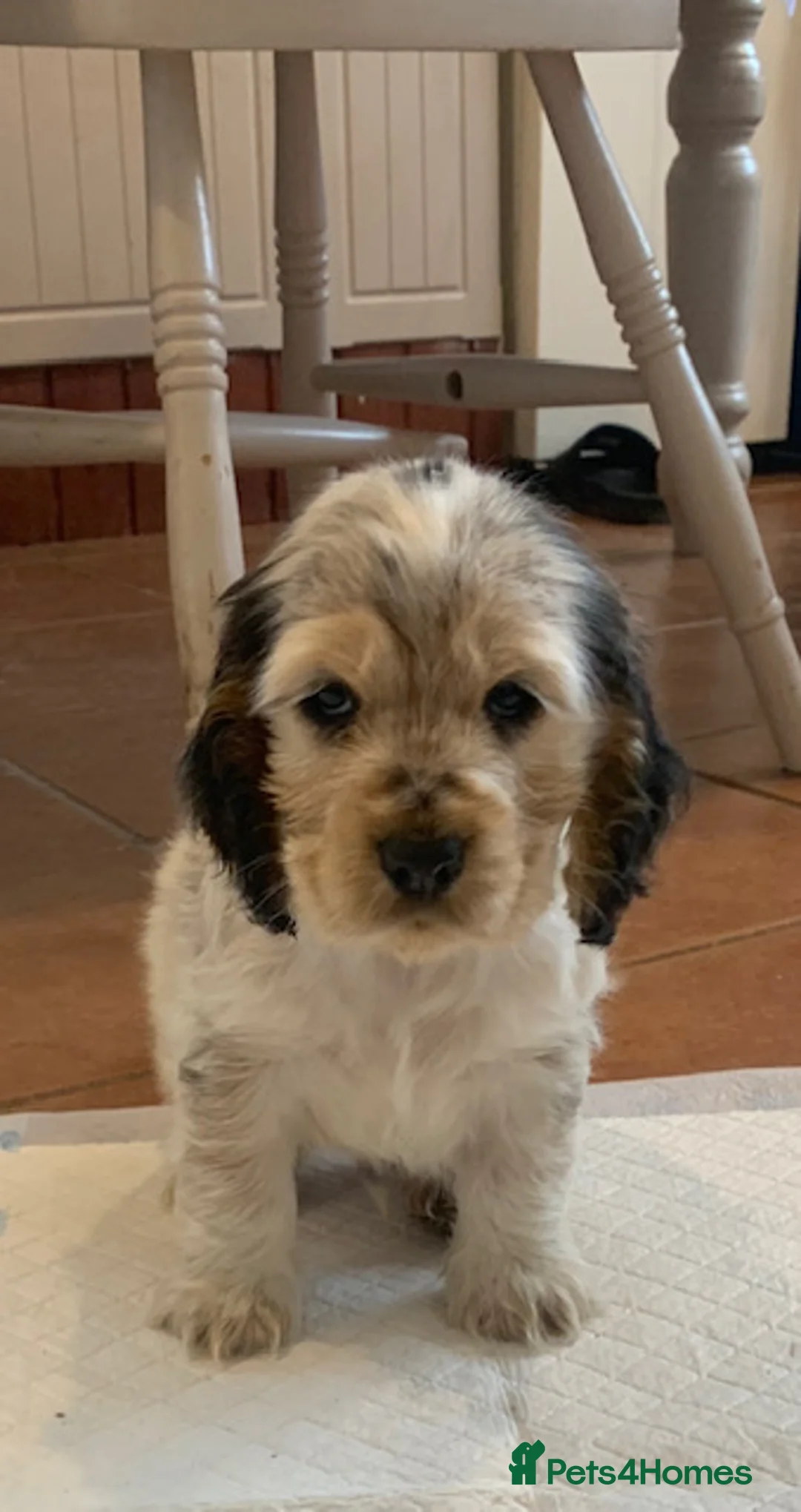 Cocker Spaniel dogs for sale: KC REG SHOW TYPE COCKERS - Advert 1