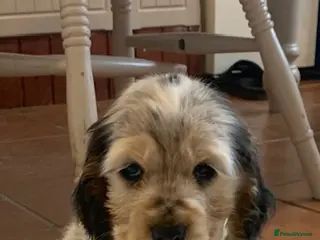 Cocker Spaniel dogs KC REG SHOW TYPE COCKERS - Advert 10