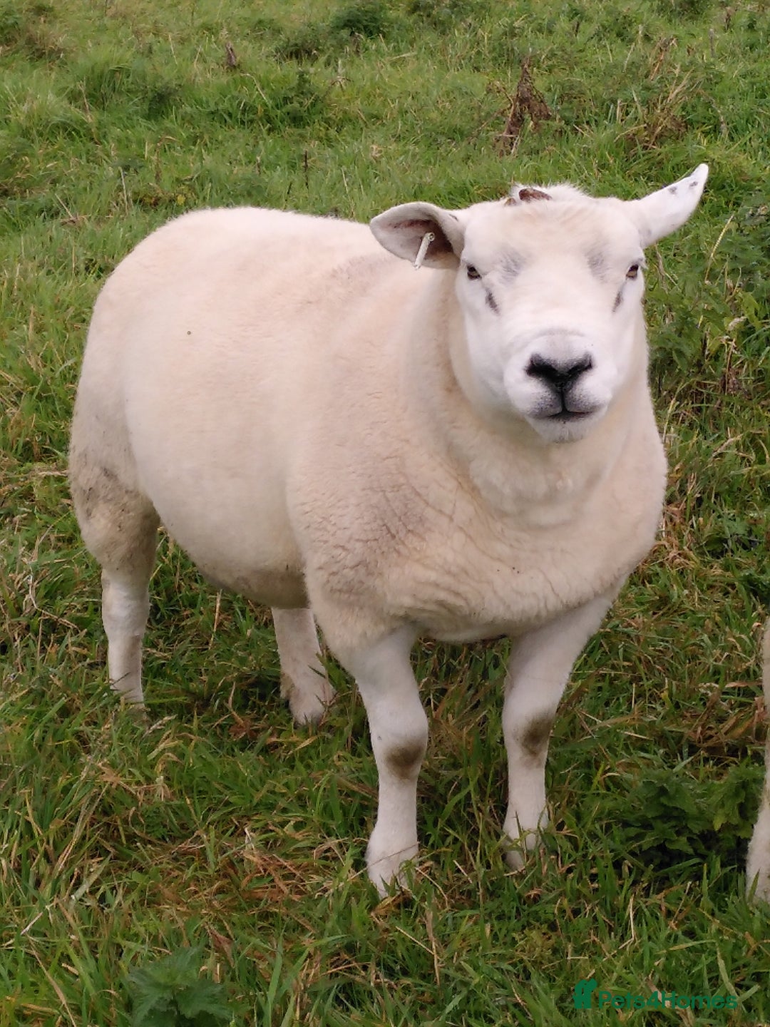 Sheep livestock for sale: Organic Texel purebreed tup/ ram - Image 5