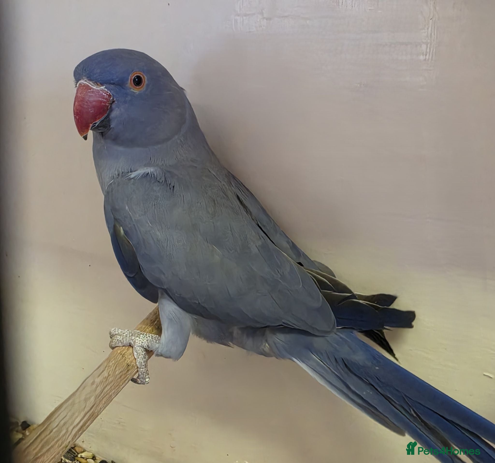Ringnecks birds Violet Blue Indian Ringneck Hen for sale - Advert 1