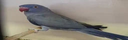 Ringnecks birds for sale: Violet Blue Indian Ringneck Hen for sale - Advert 1