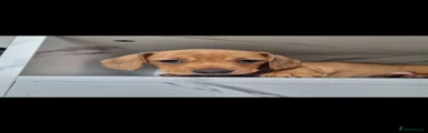 Dachshund 3