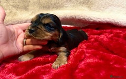 Cocker Spaniel dogs for sale: Show cocker spaniel pups - Image 5