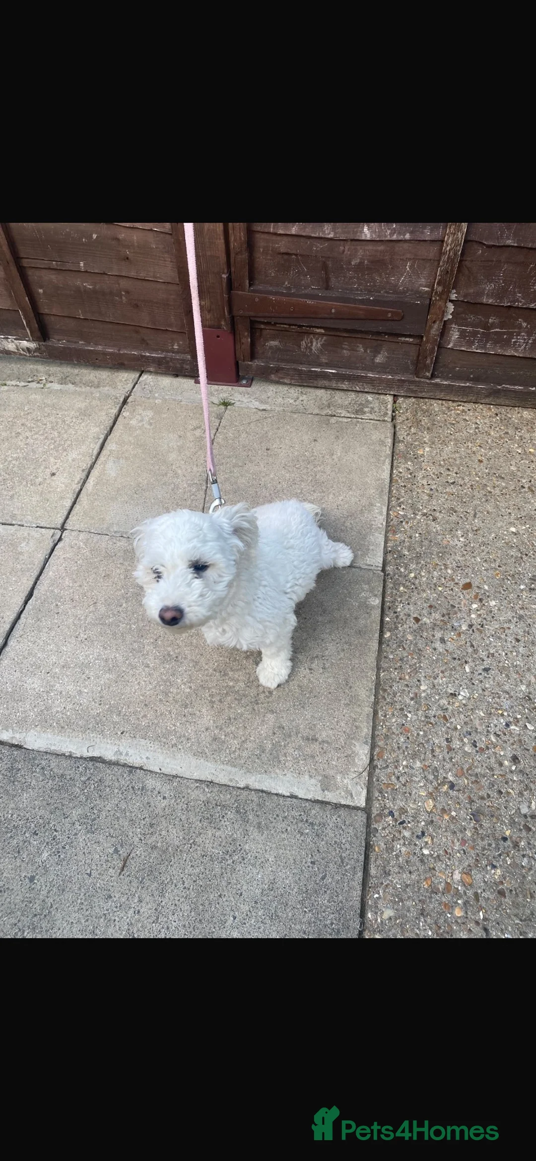 Poochon dogs for sale: Poochon for sale  - Advert 4