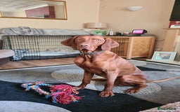 Hungarian Vizsla dogs for stud: Hungarian Vizsla stud in Warrington - Image 4