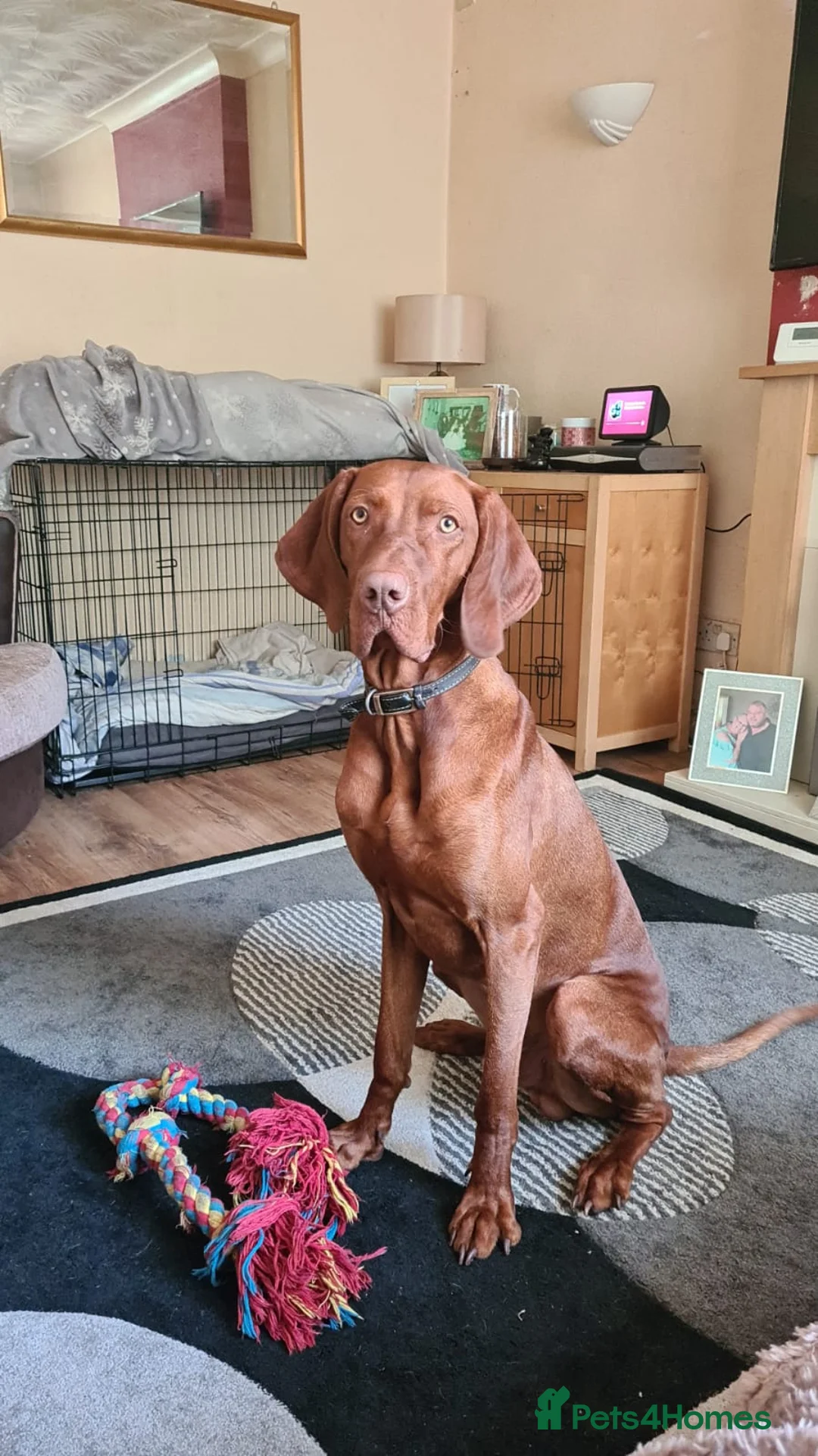 Hungarian Vizsla dogs for stud: Hungarian Vizsla stud in Warrington - Advert 4