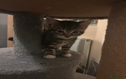 Norwegian Forest Cat cats for sale: Norwegian kittens x  - Image 7