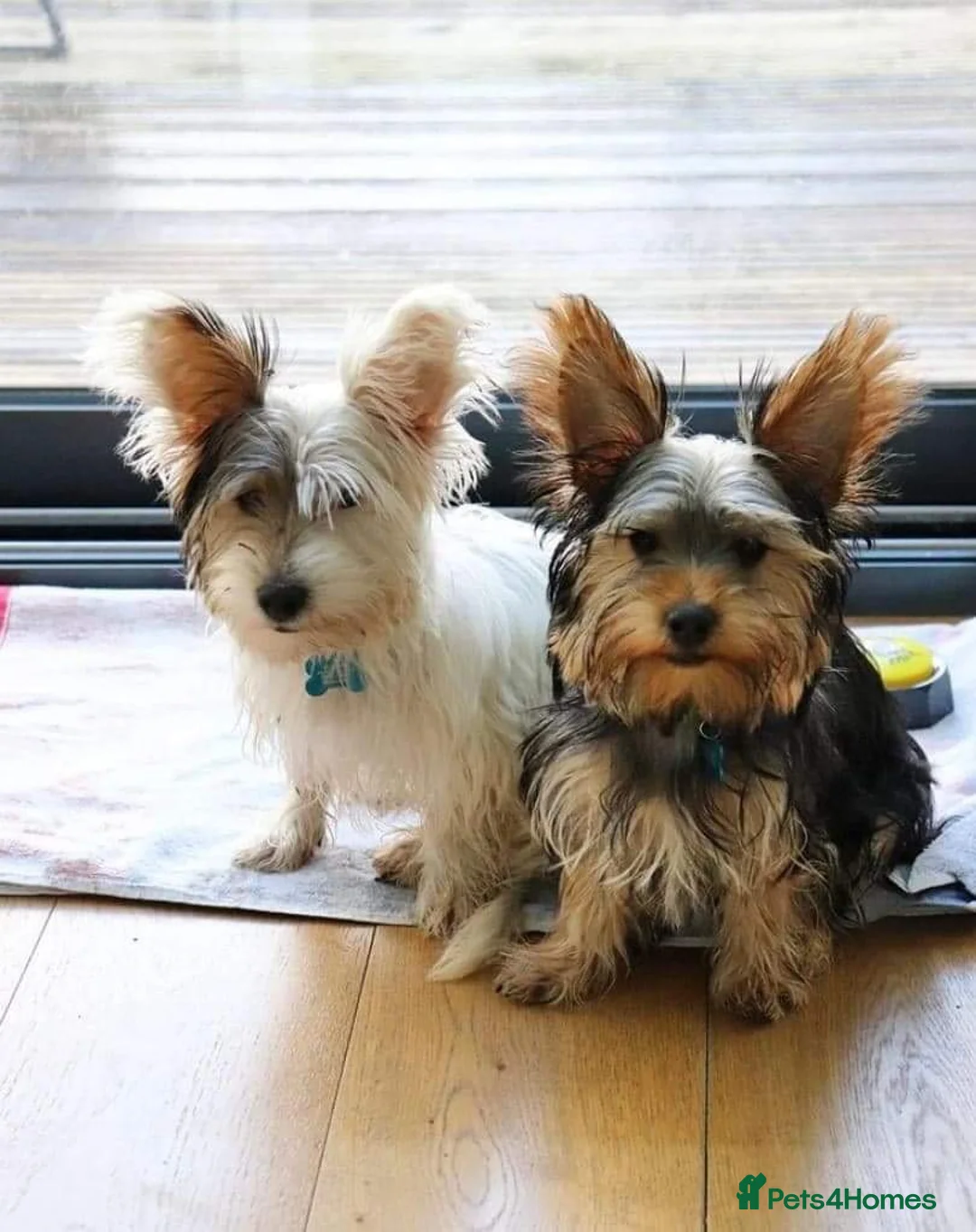 Yorkshire Terrier dogs for stud: STUD dog yorkie  in Norwich - Advert 9