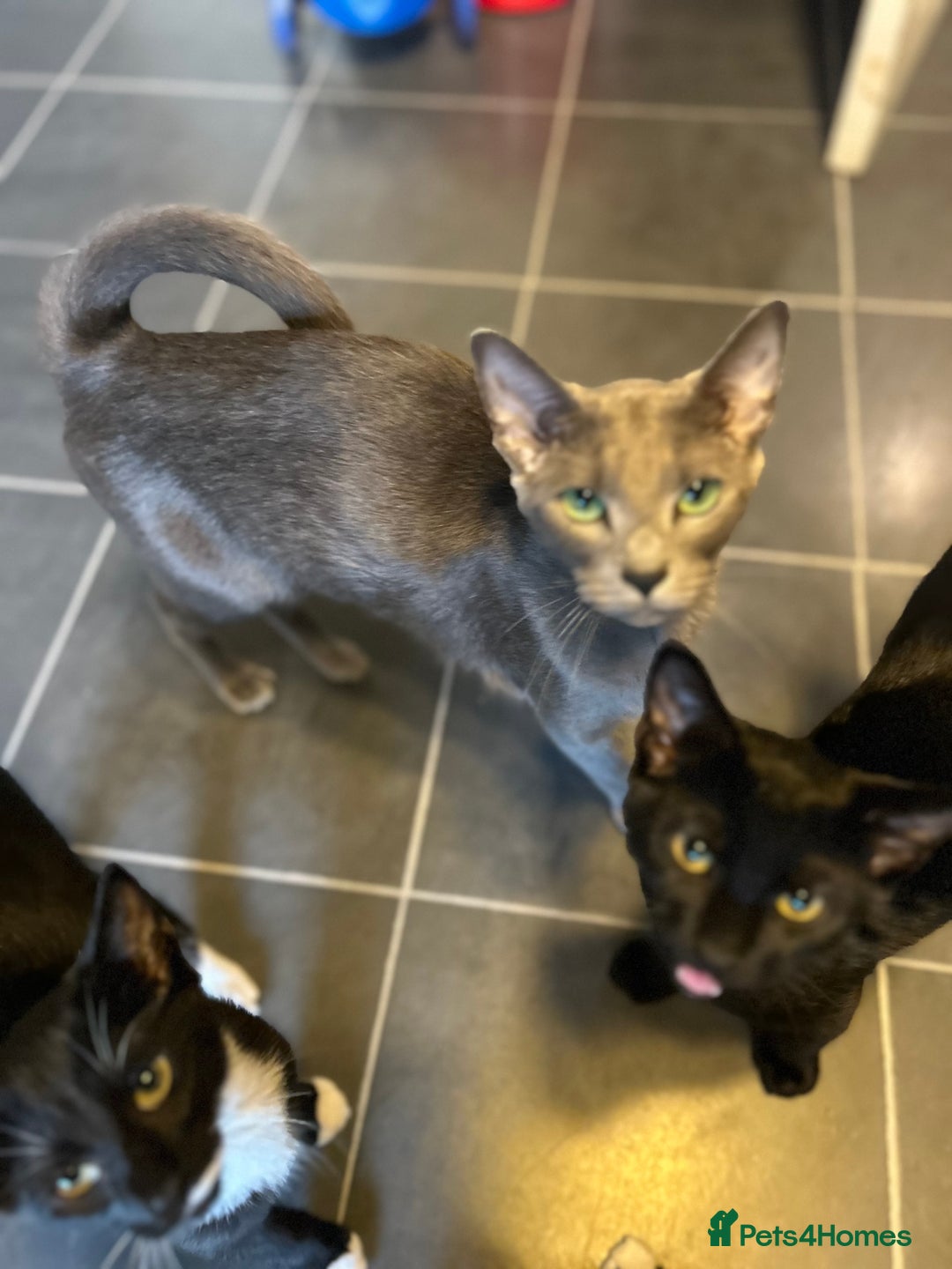 Mixed Breed cats for sale: 3kittens 5months 1male 10months 1 female 10month - Image 8