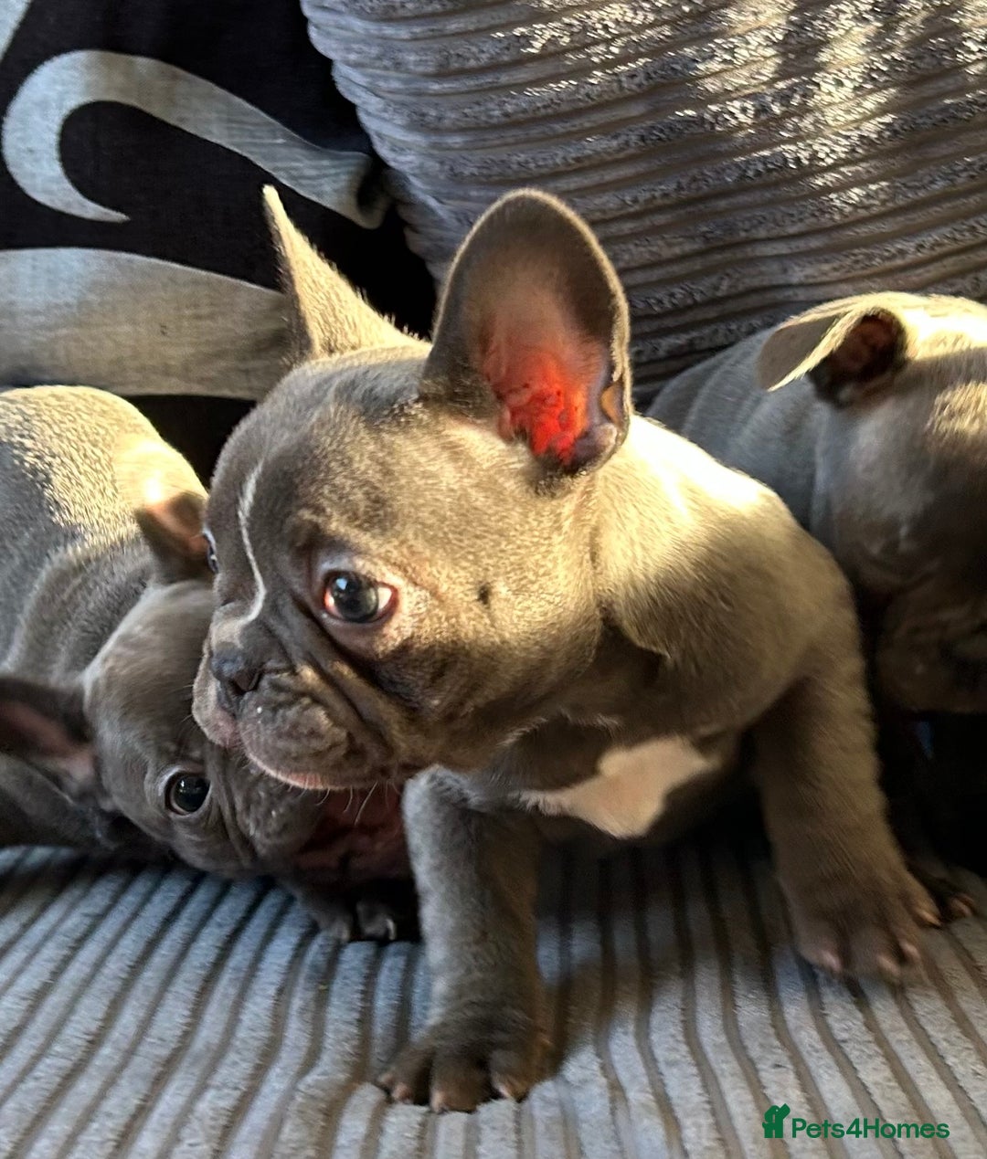 French Bulldog dogs for sale: 4 Solid Blue French Bulldog Girls - Advert 31