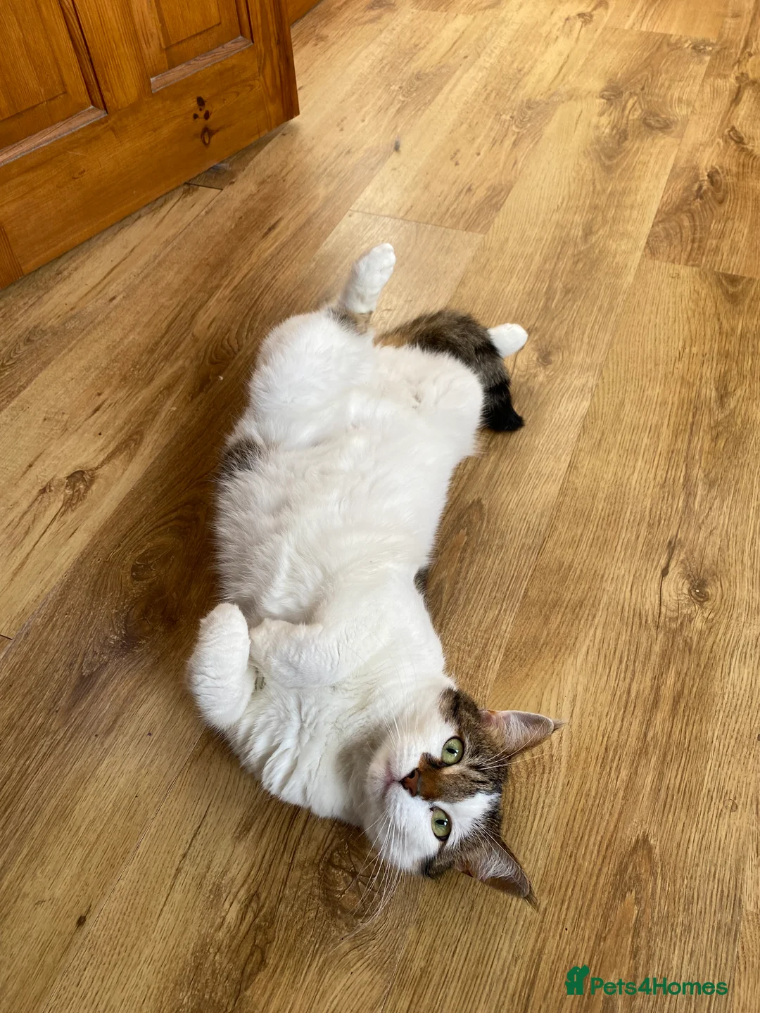 Mixed Breed cats for sale: Piddles in Croydon - Advert 2