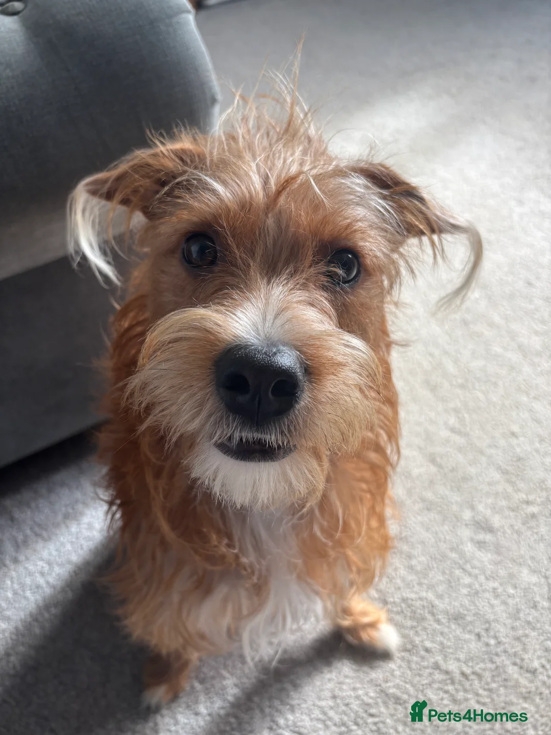 Mixed Breed dogs for adoption: Coco  in Redcar - Advert 5