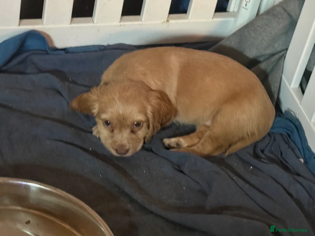 Cocker Spaniel dogs for sale: 1 cocker spaniel girl  left available  - Advert 18