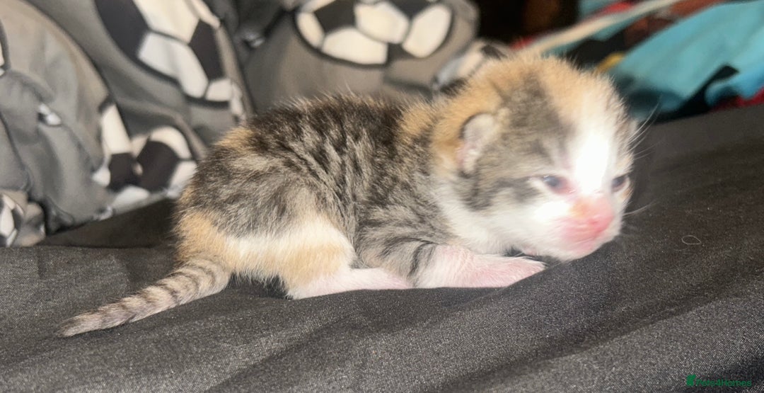 British Shorthair cats for sale: Beautiful kittens  - Image 5