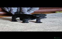 Miniature Schnauzer dogs for sale: Playful loving schnauzers - Image 14