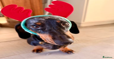 Mixed Breed dogs *UPDATE* Mini Dachshund × Dachshund Cockapoo Pups - Advert 4