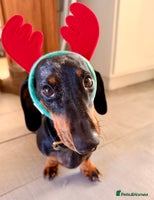 Mixed Breed dogs *UPDATE* Mini Dachshund × Dachshund Cockapoo Pups - Advert 4