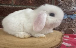 Mini Lop rabbits for sale: Beautiful mini lop bunnies ready to reserve  - Image 8