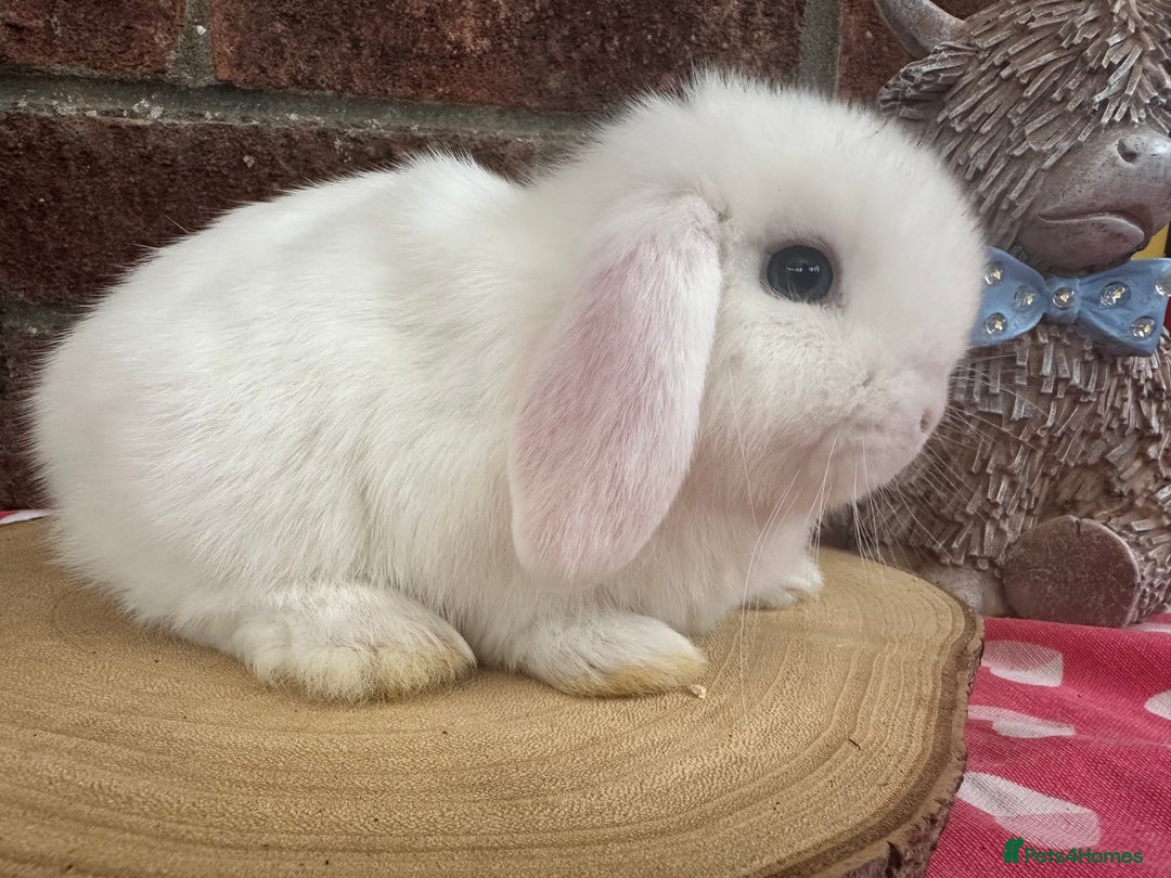Mini Lop rabbits for sale: Beautiful mini lop bunnies ready to reserve  - Image 8