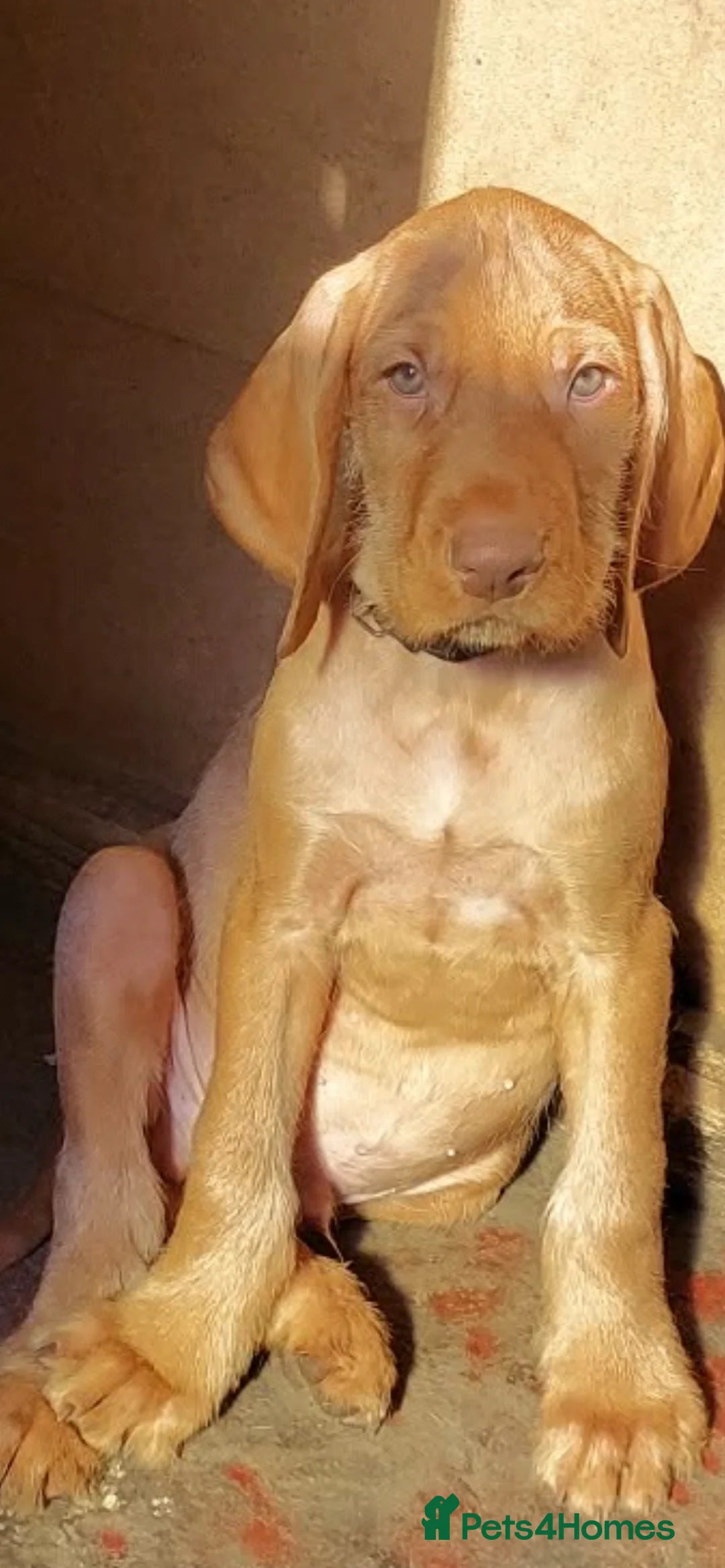 Hungarian Vizsla dogs for sale: Extra Ordinary Beautiful Hungarian Vizsla Ready! - Advert 1