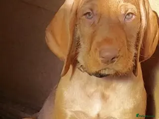 Hungarian Vizsla dogs Ready now! Extra Ordinary Hungarian Vizsla - Advert 3