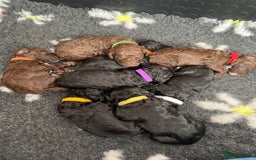 Cockapoo dogs for sale: Stunning F1b cockapoos - Image 9