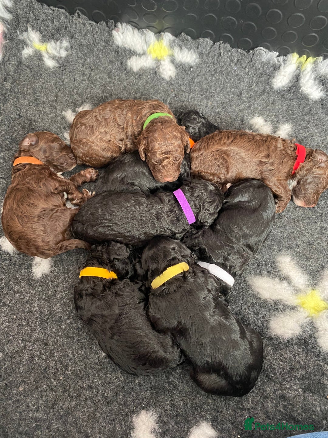 Cockapoo dogs for sale: Stunning F1b cockapoos - Image 9