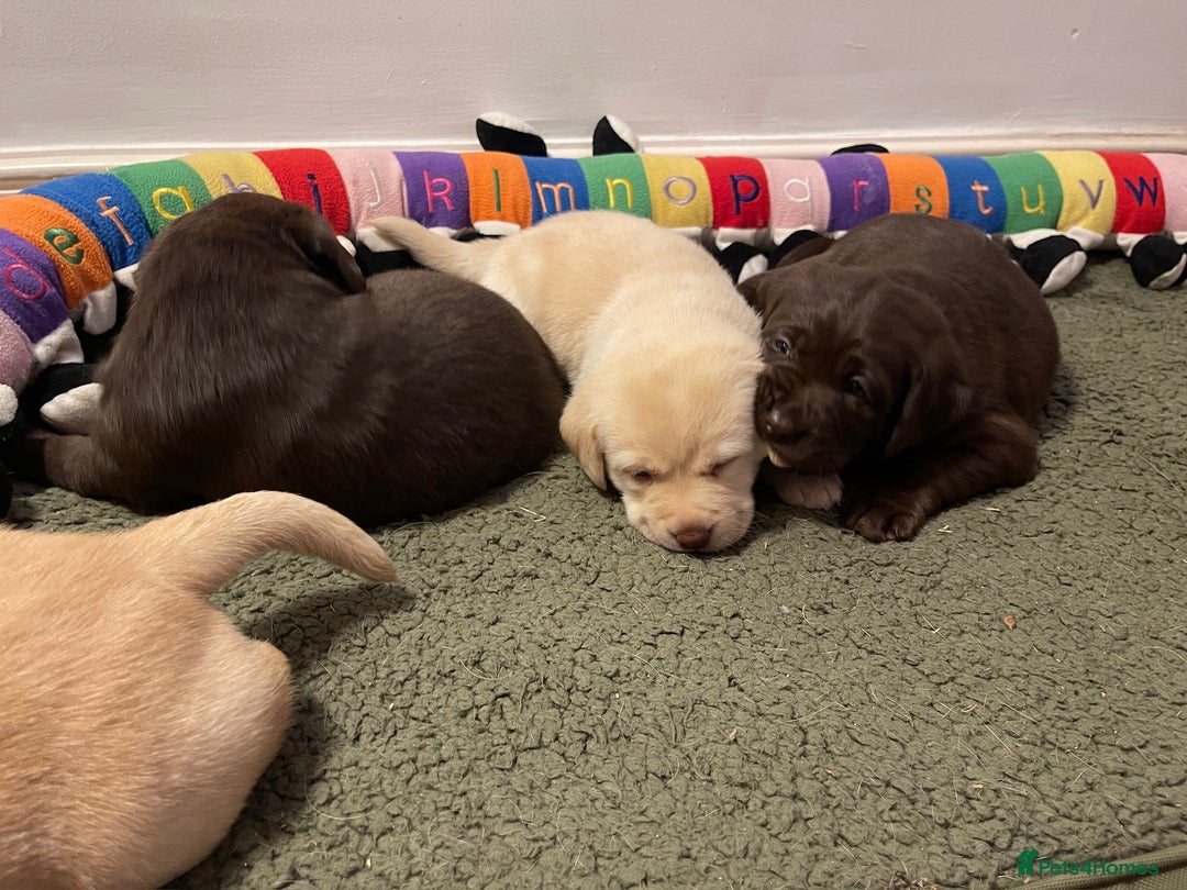 Labrador Retriever dogs for sale: Chunky Labrador Puppies (3 Girls & 2 Boys) - Advert 6