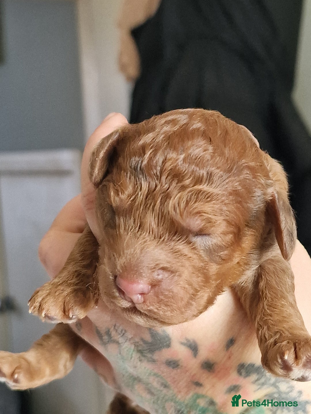 Cockapoo dogs for sale: red sable merle boy left 💜 - Image 14