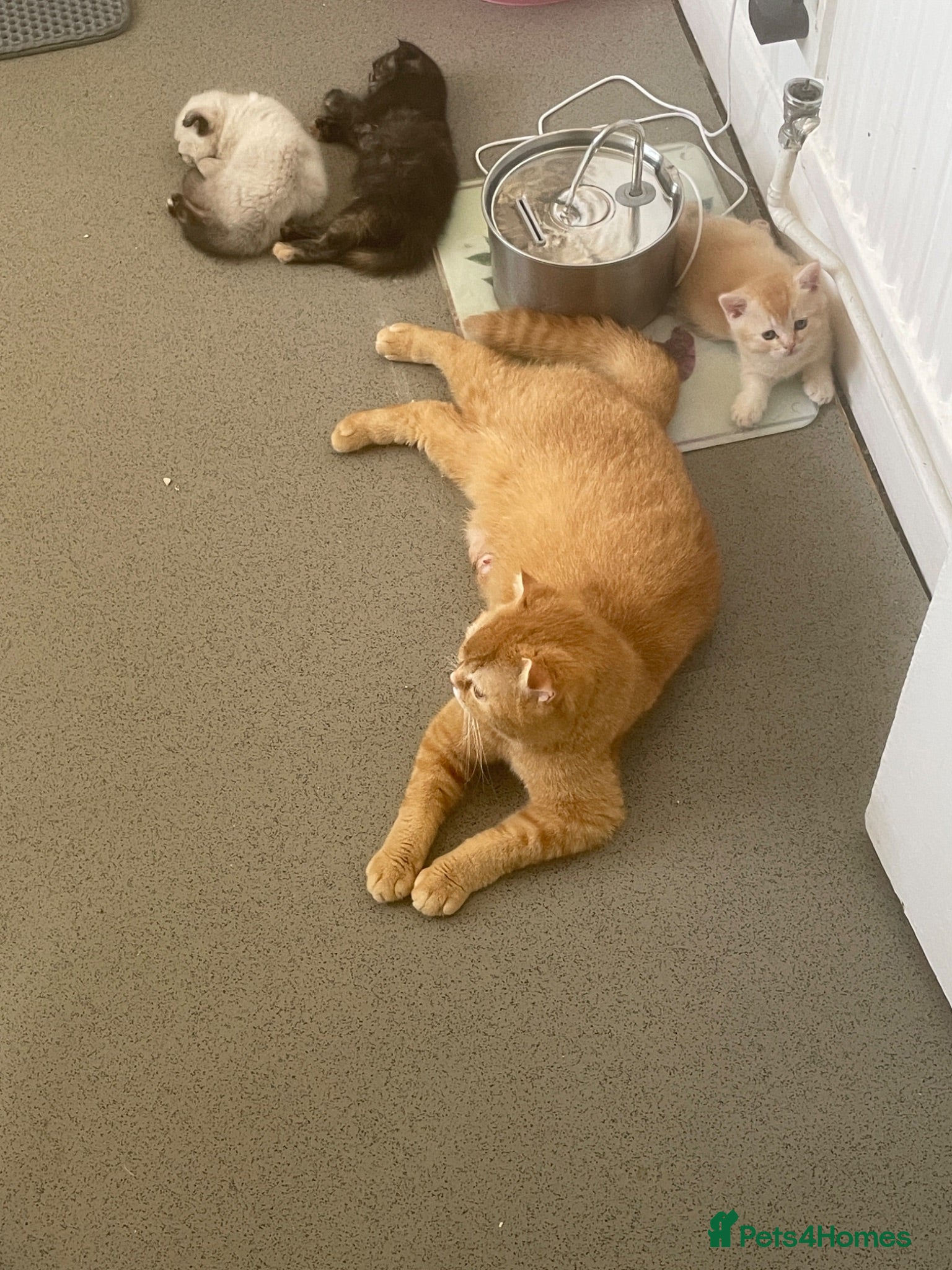 Scottish Fold cats     Meet Our 4 Sweet Scottish Fold Kittens - Advert 1