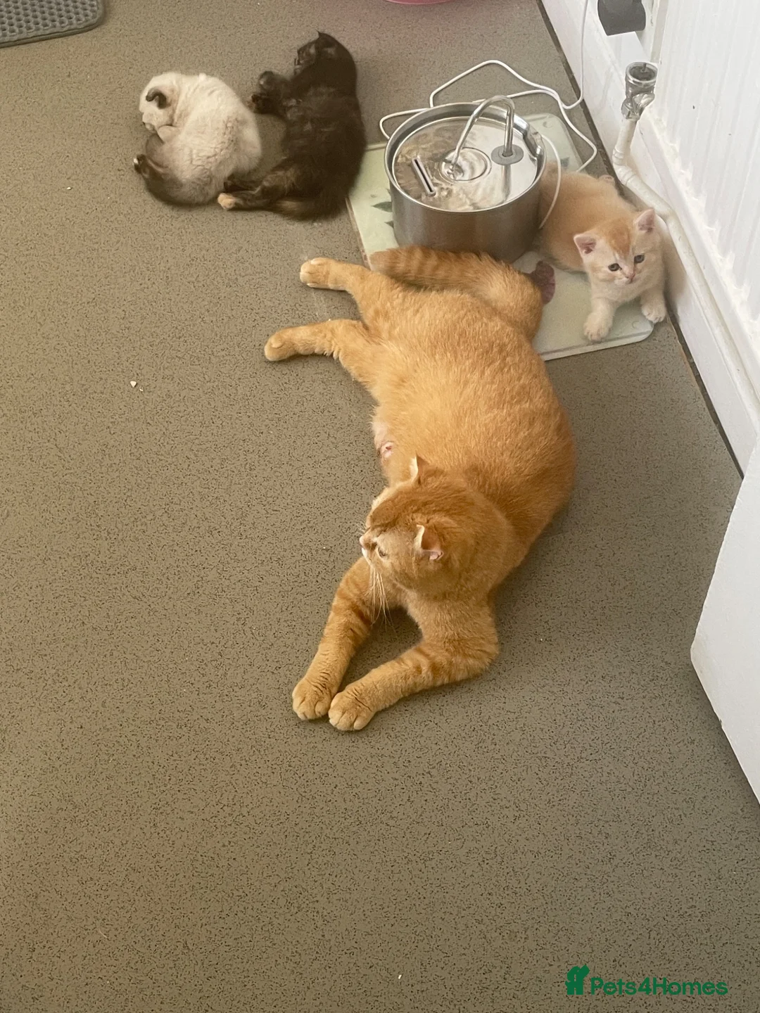 Scottish Fold cats for sale:     Meet Our 4 Sweet Scottish Fold Kittens - Advert 2