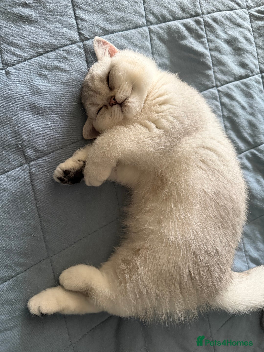 British Shorthair cats for sale: BSH🤍Zubracat Gucci 🤍GCCF🌟 - Advert 10