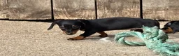 Miniature Dachshund dogs for sale: Miniature dachshunds - Advert 27