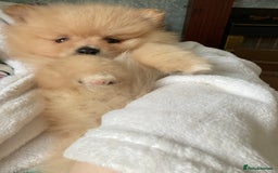 Pomeranian dogs for stud: Chocolate Stud Kc Registered ,Embark tested in Runcorn - Image 17