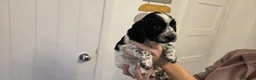 Cocker Spaniel dogs for sale: BEAUTIFUL COCKER SPANIEL PUPPIES FOR SALE in South Shields - Advert 2