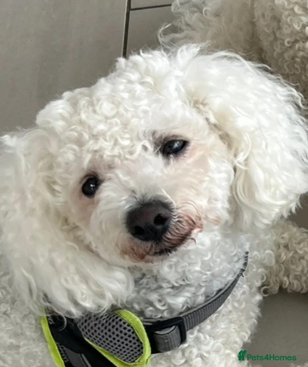 Mixed Breed dogs for sale: Adorable Maltichon Puppy 13 weeks in Waterlooville - Advert 2