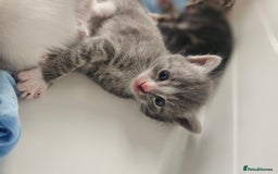 Mixed Breed cats for sale: Kittens Available to Reserve - Image 3