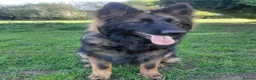 German Shepherd dogs for stud: Amazing Loki  for stud  - Advert 8