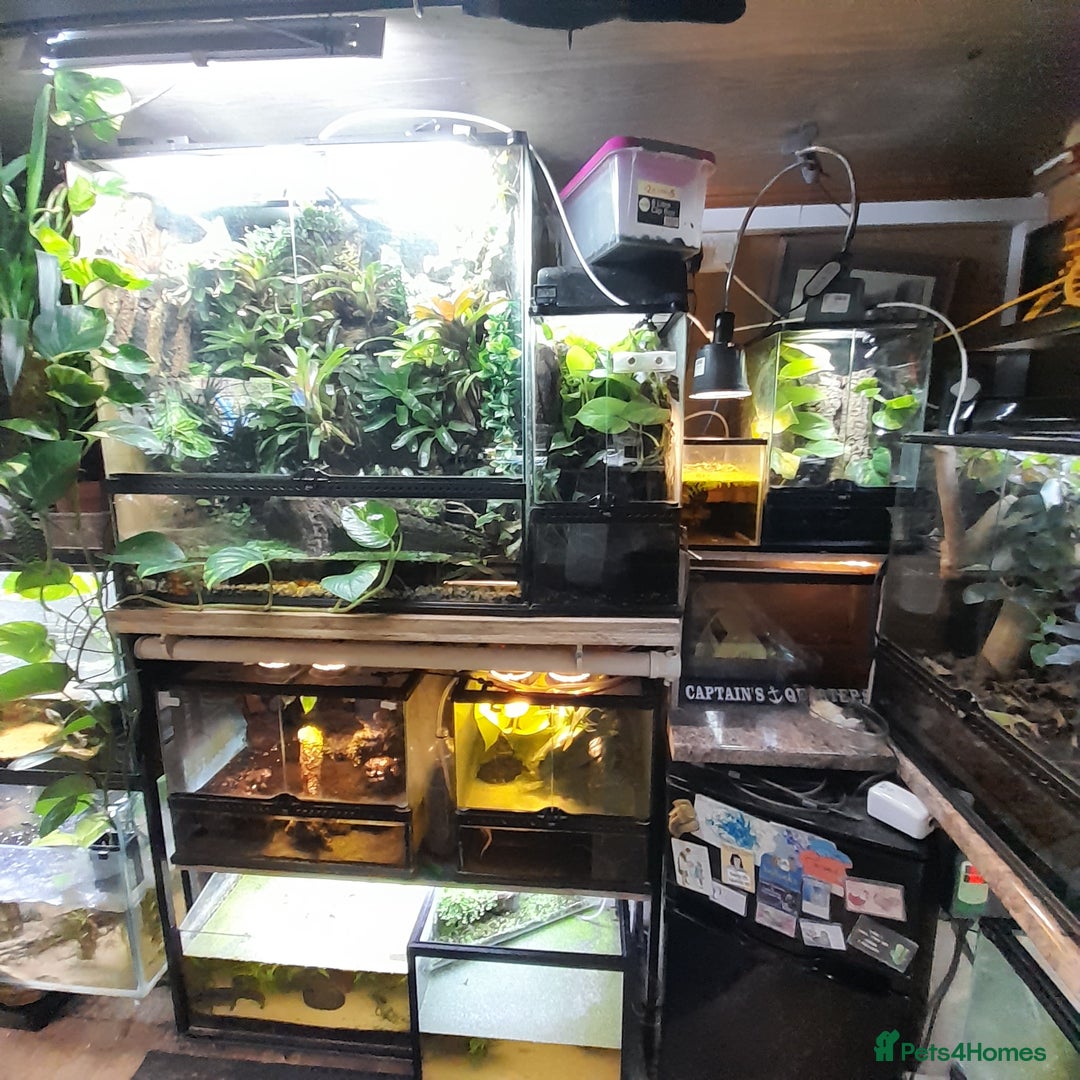 Gecko reptiles for sale: Geckos Fish Frogs full setups - Image 3