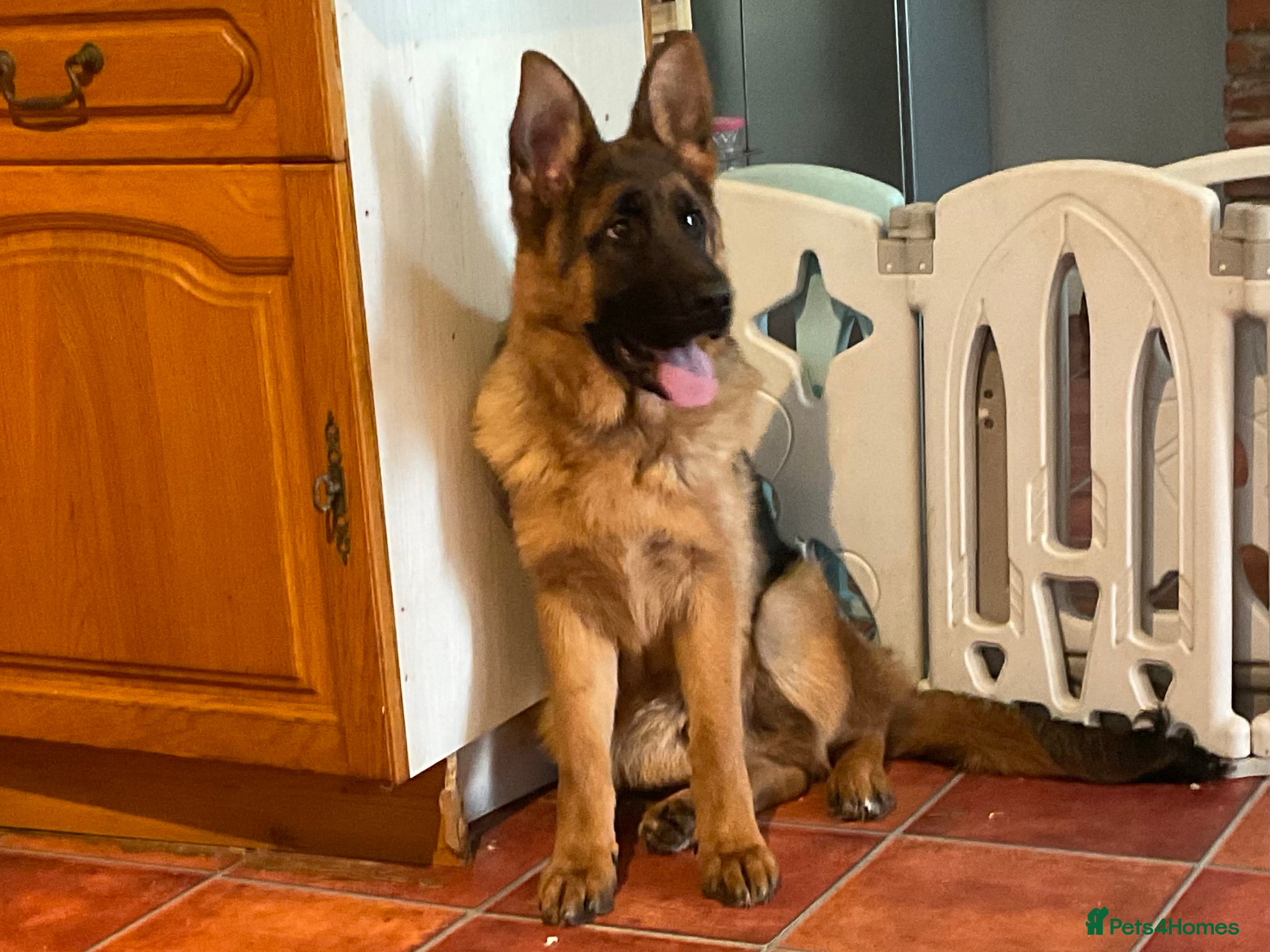 German Shepherd dogs Outstanding specimen German Shepherd  - Advert 5