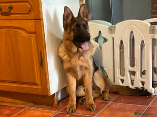 German Shepherd dogs Outstanding specimen German Shepherd - Advert 2