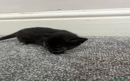 Mixed Breed cats for sale: Gorgeous kittens for sale - Image 7