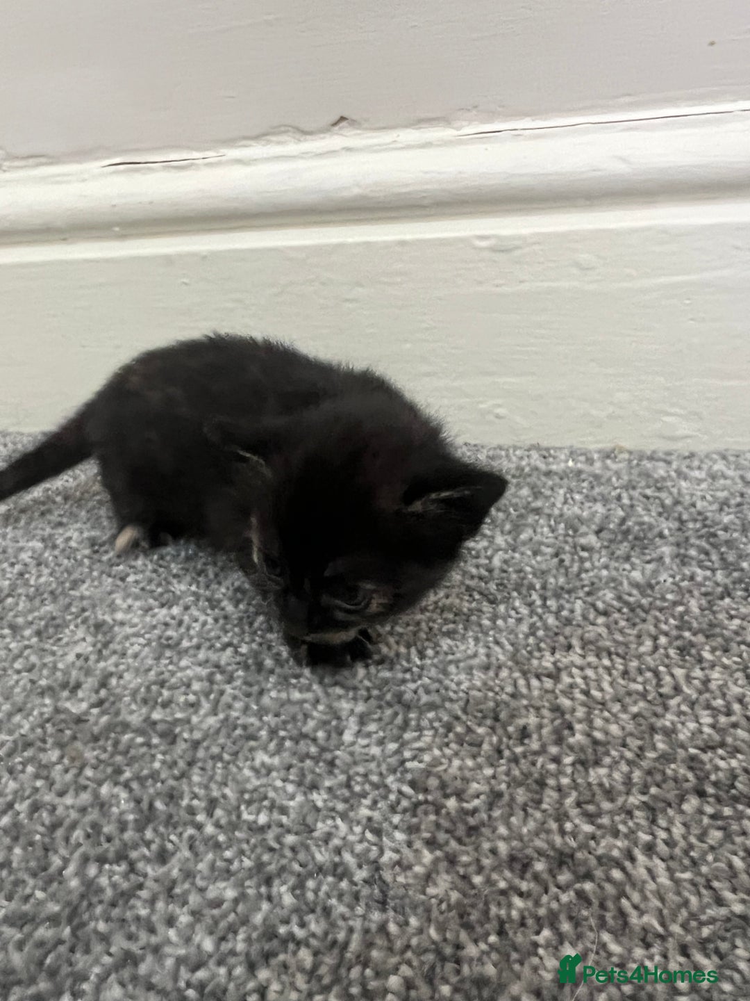 Mixed Breed cats for sale: Gorgeous kittens for sale - Image 7
