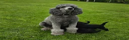 Standard Poodle dogs for sale: Rarely seen in UK - Moyen Poodle - Advert 17
