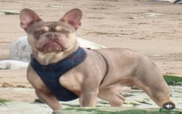 French Bulldog dogs for sale: Lilac and Tan 2YearOld Frenchie  - Image 1
