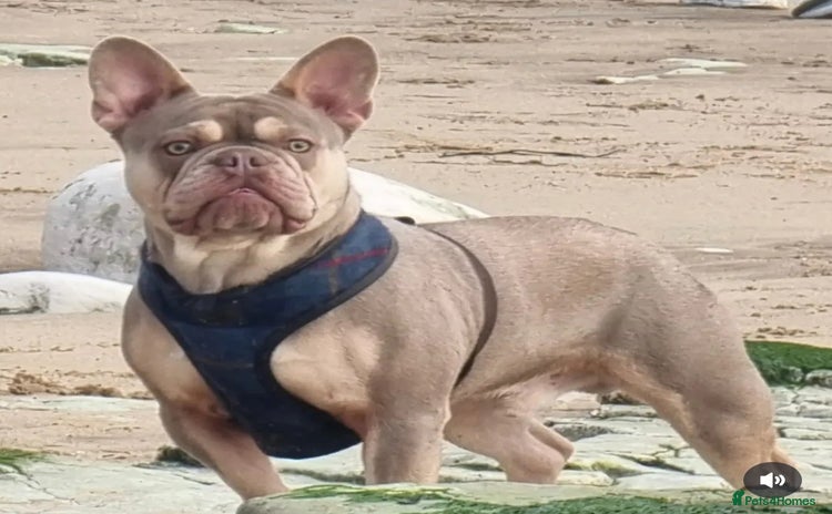French Bulldog dogs - Advert 11