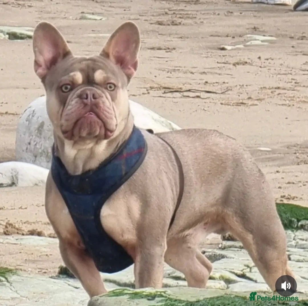 French Bulldog dogs for sale: Lilac and Tan 2YearOld Frenchie  - Image 1